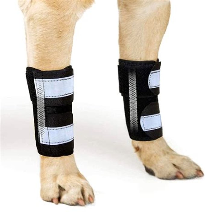A Guide To Pet Leg Injuries