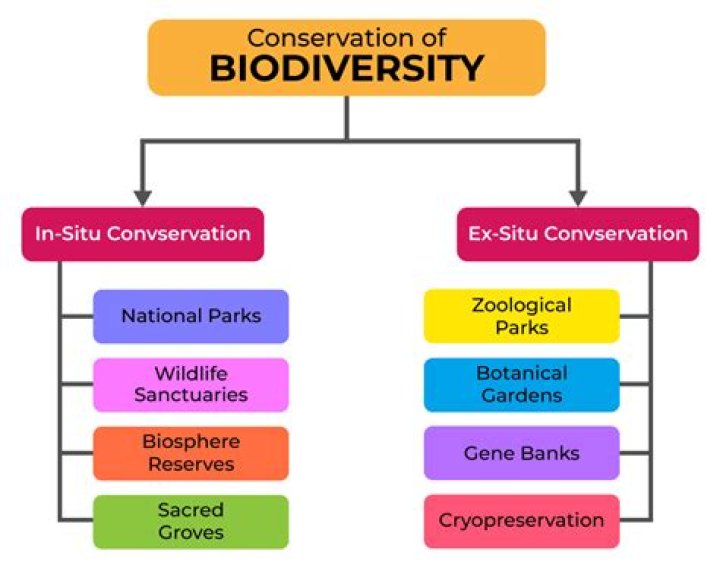 A Journey Of Conservation And Legacy