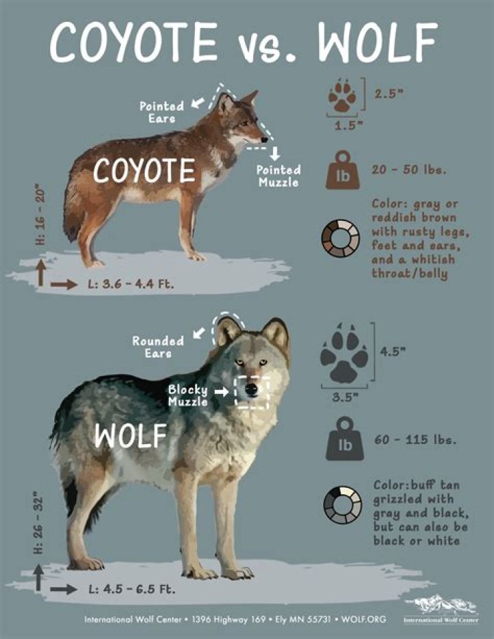Uncover The Secrets Of Coyote Peterson's Height