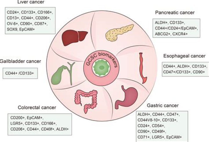 Unveiling The Frontier Of Gastrointestinal Cancer Treatment With Hamida Sozahdah's Groundbreaking Research